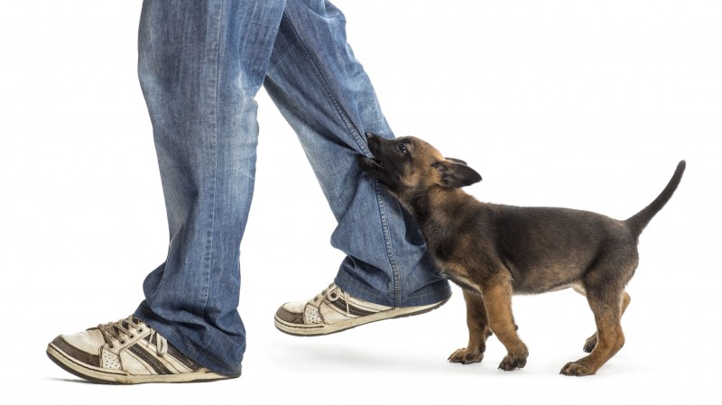 Steps to Take Before Hiring a Dog Bite Lawyer in Boston, MA